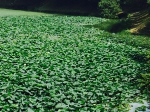 北の丸公園牛ヶ淵のハスはまだ咲かない